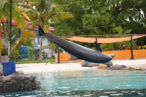 nado con delfines en vallarta