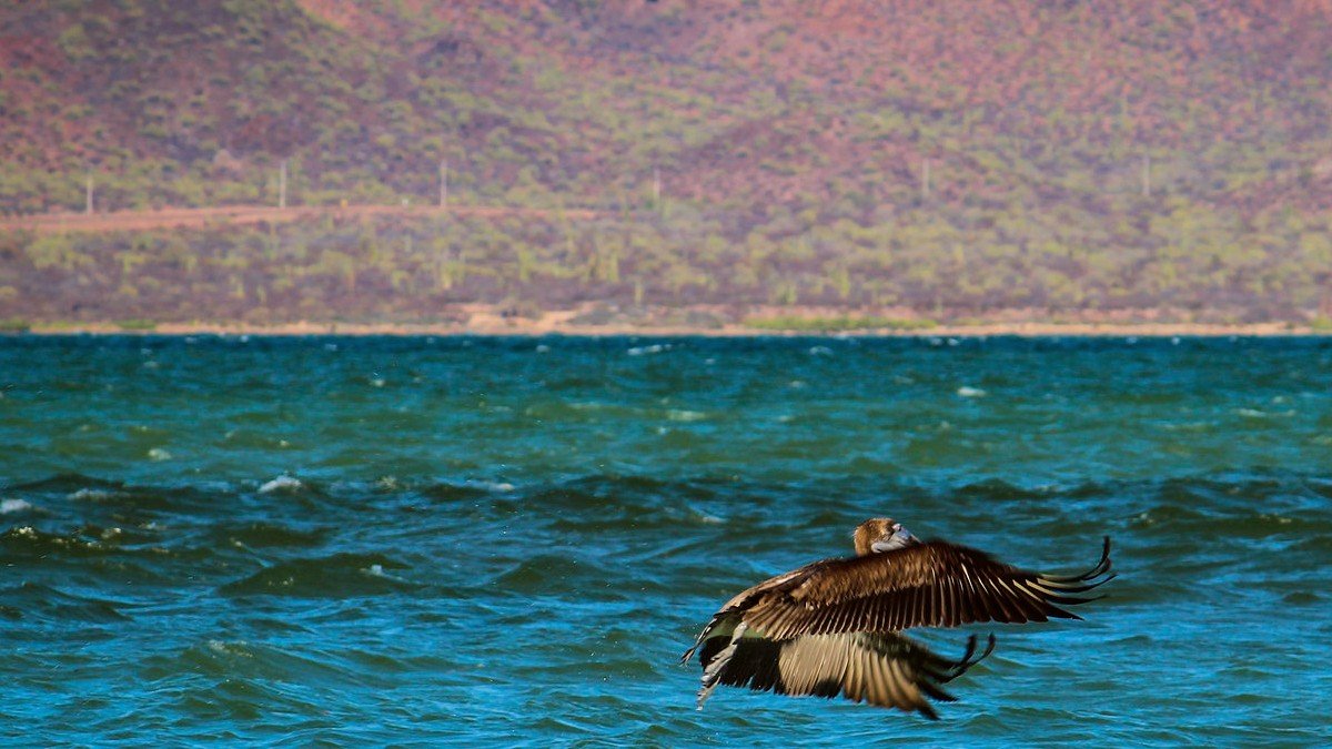 Isla Tiburón: Paraíso Natural y Cultural en México