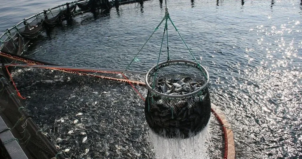 pesca en Sonora