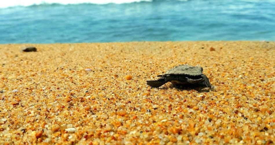 playas de Costa Chica de Guerrero: