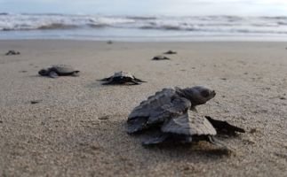 playa azul tortugas