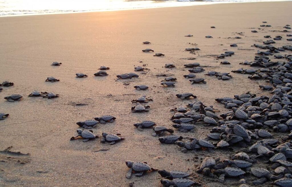 liberacion de tortugas en Puerto Arista Chiapas